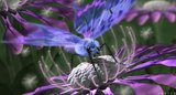 Butterfly by Antti Lehtinen