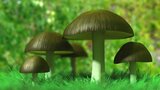 My Best Mushrooms by kerko