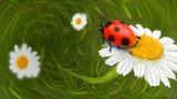 Bug over the daisy by Random/Gfxile
